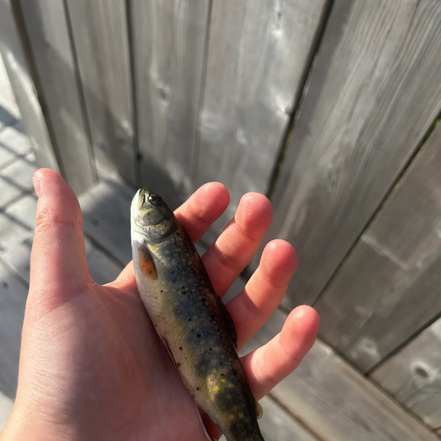 Brook trout caught on Fishbrain
