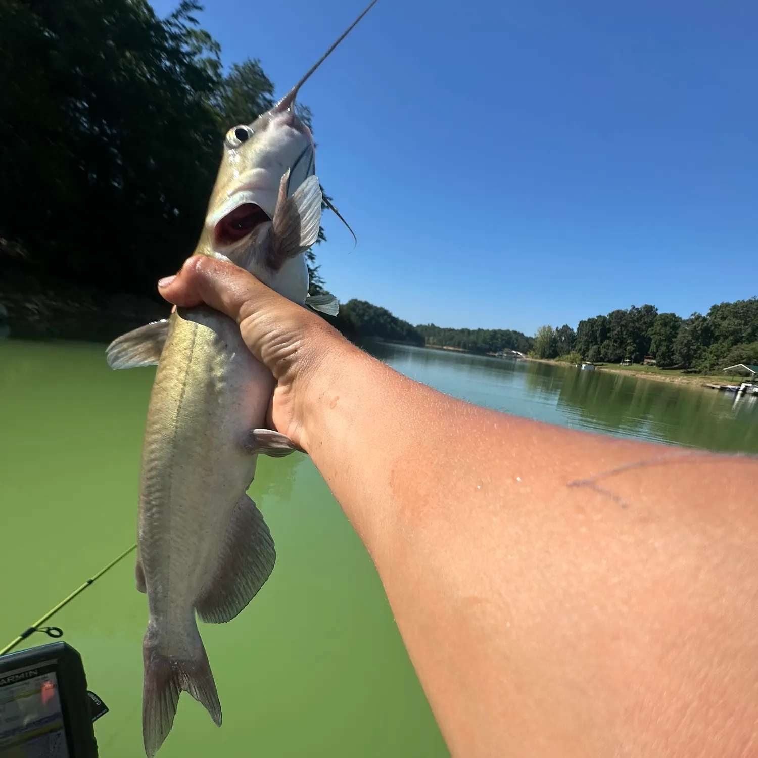 Channel catfish caught on Fishbrain