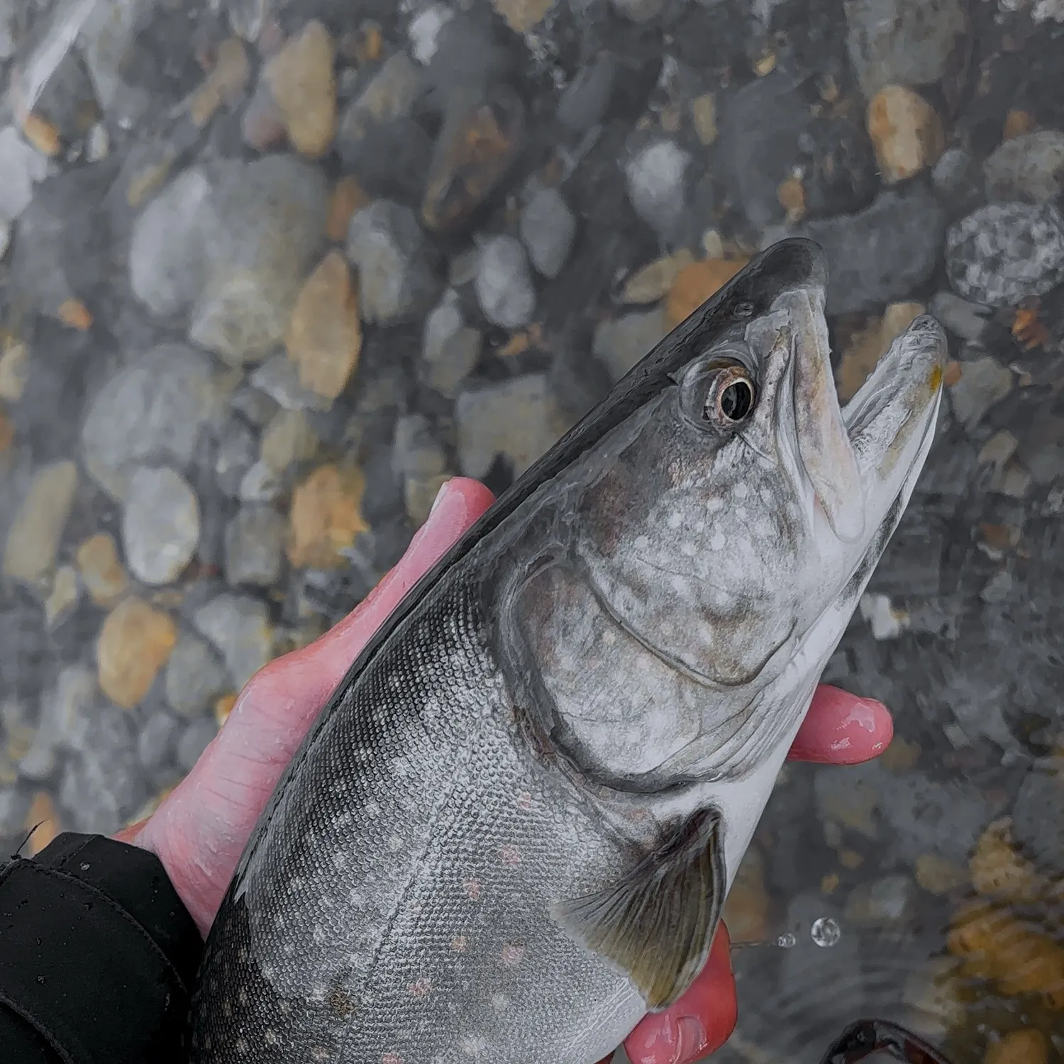 Bull trout caught on Fishbrain