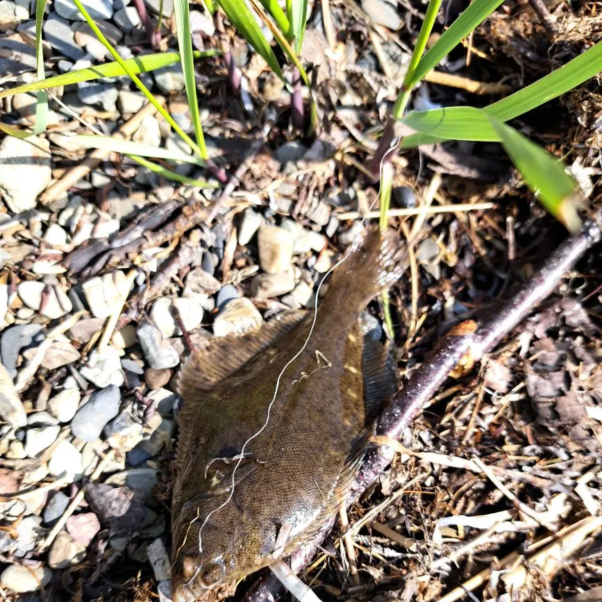 The most recent Winter flounder catches on Fishbrain