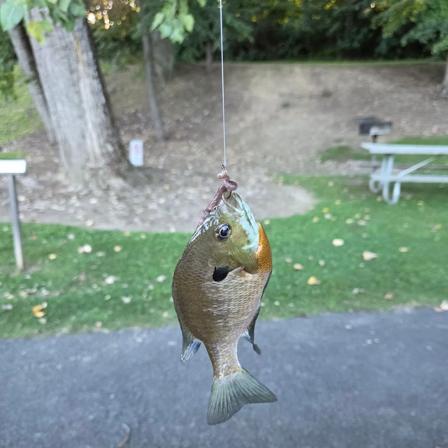 Bluegill caught on Fishbrain
