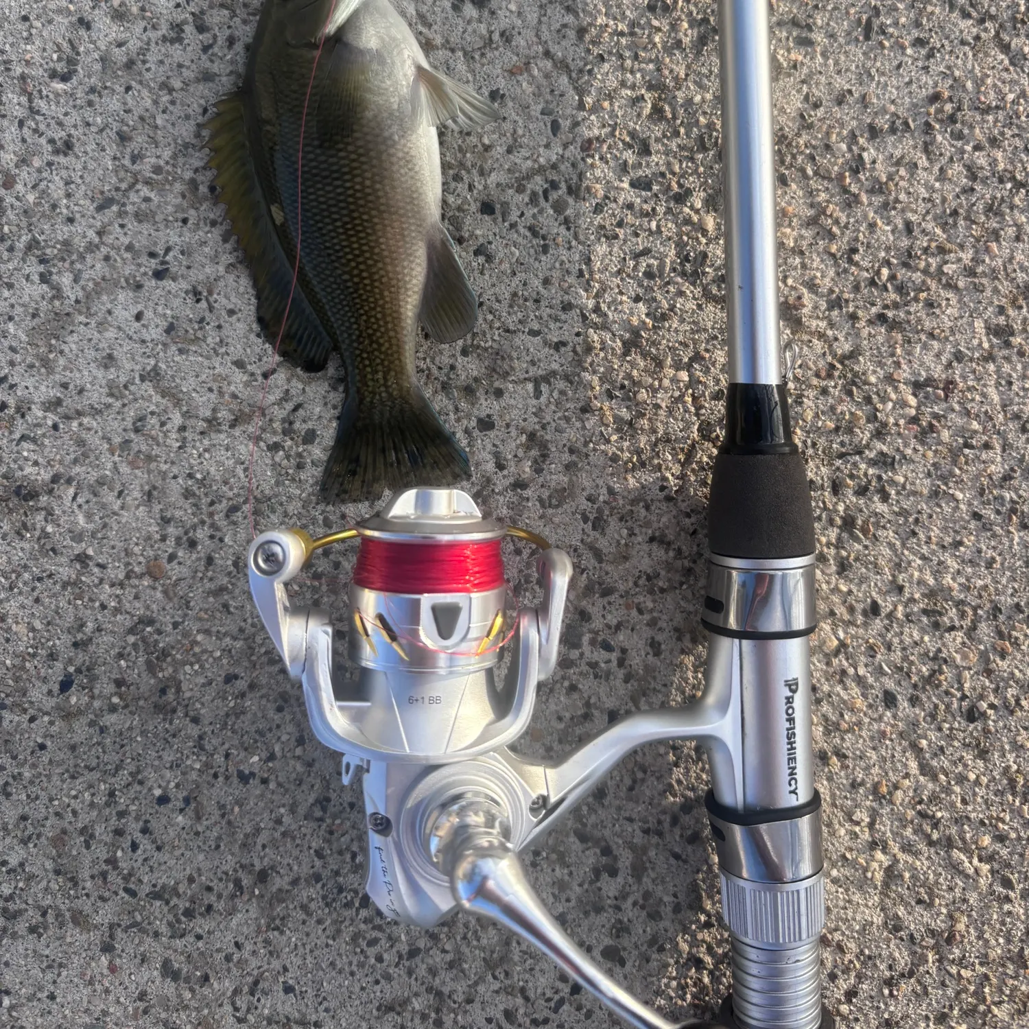 Opaleye caught on Fishbrain