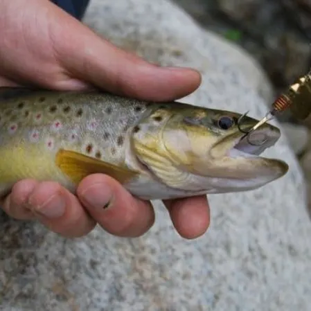 Fish caught on Fishbrain
