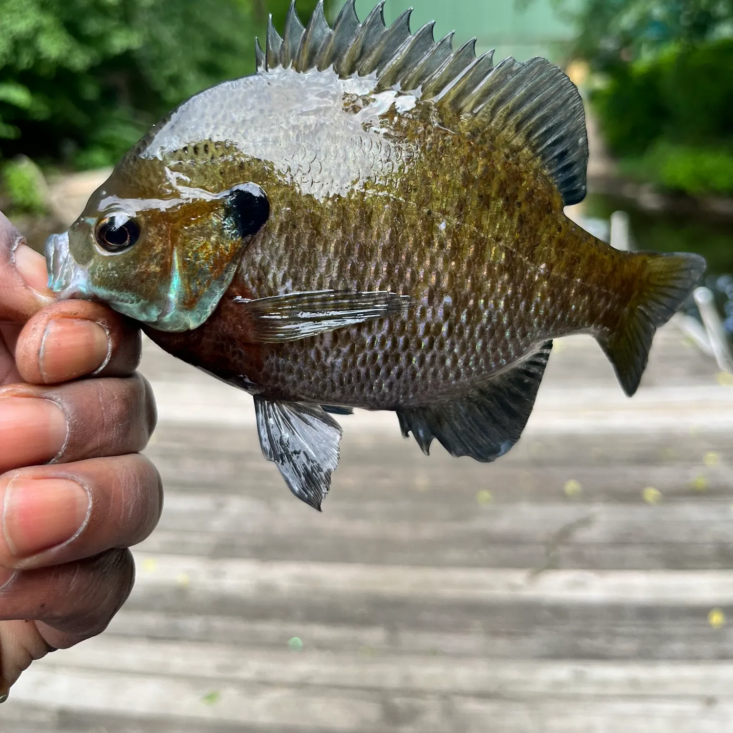 catch