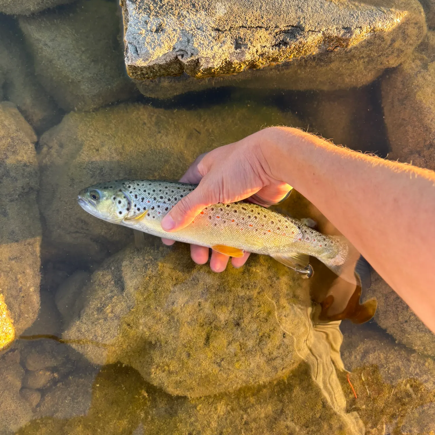 Fish caught on Fishbrain