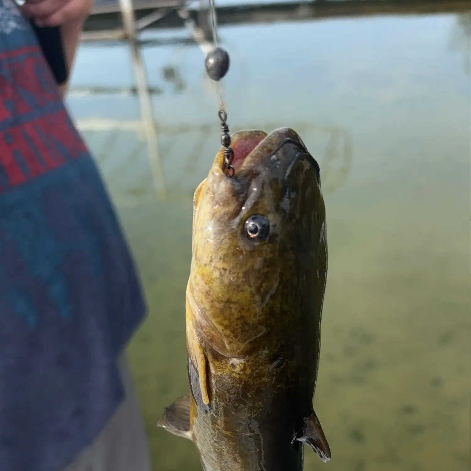 Yellow bullhead caught on Fishbrain