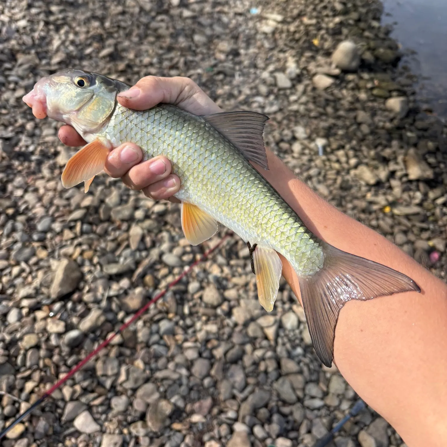 The most recent Golden redhorse catches on Fishbrain