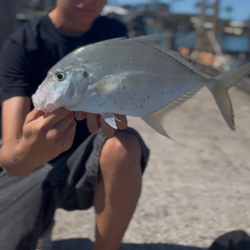 Longnose trevally caught on Fishbrain