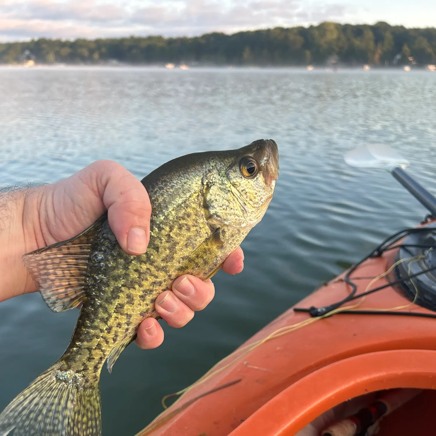 Black crappie caught on Fishbrain