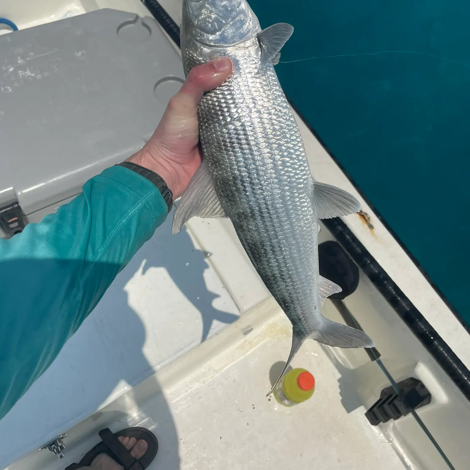 The most recent West Atlantic bonefish catches on Fishbrain