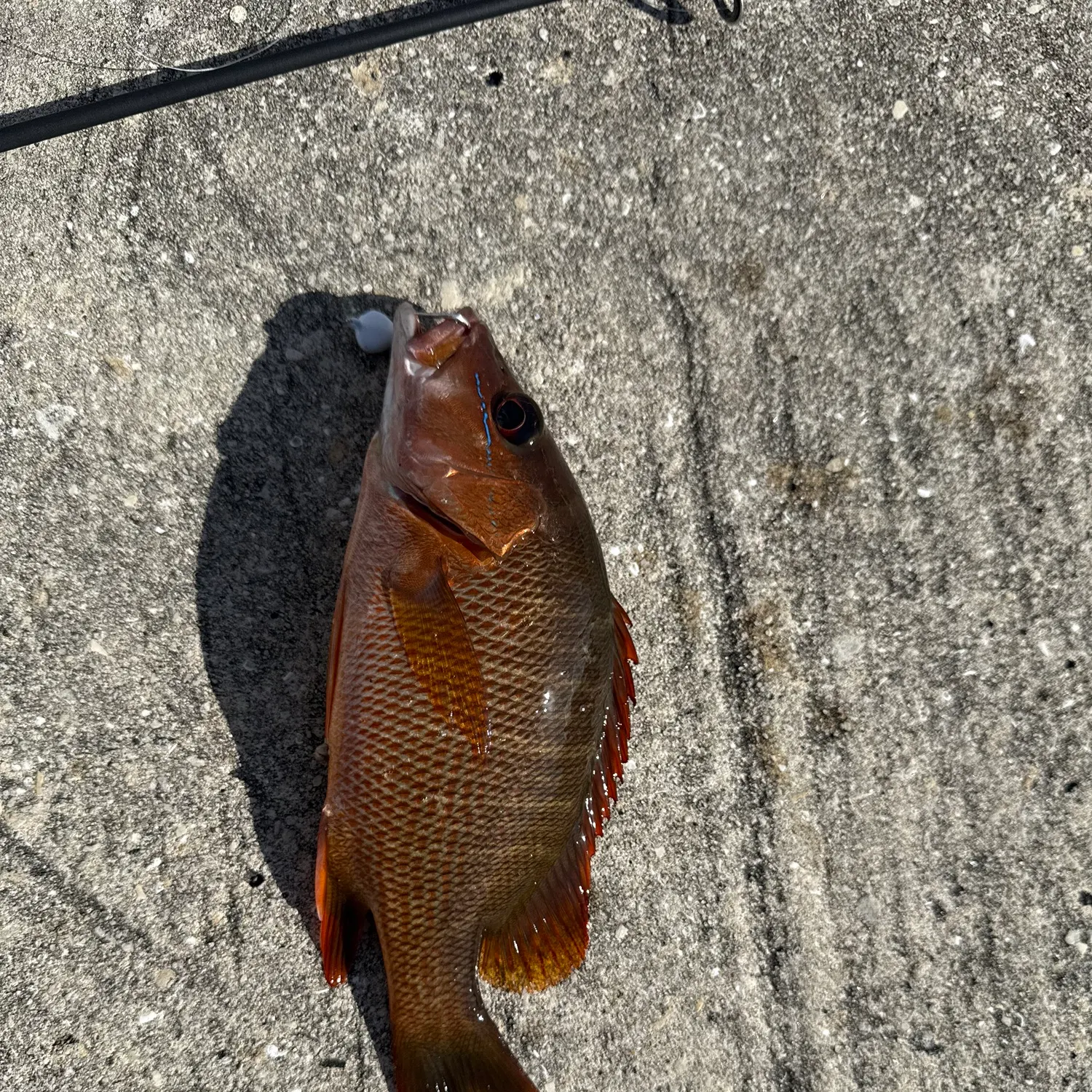 The most recent Dog Snapper catches on Fishbrain