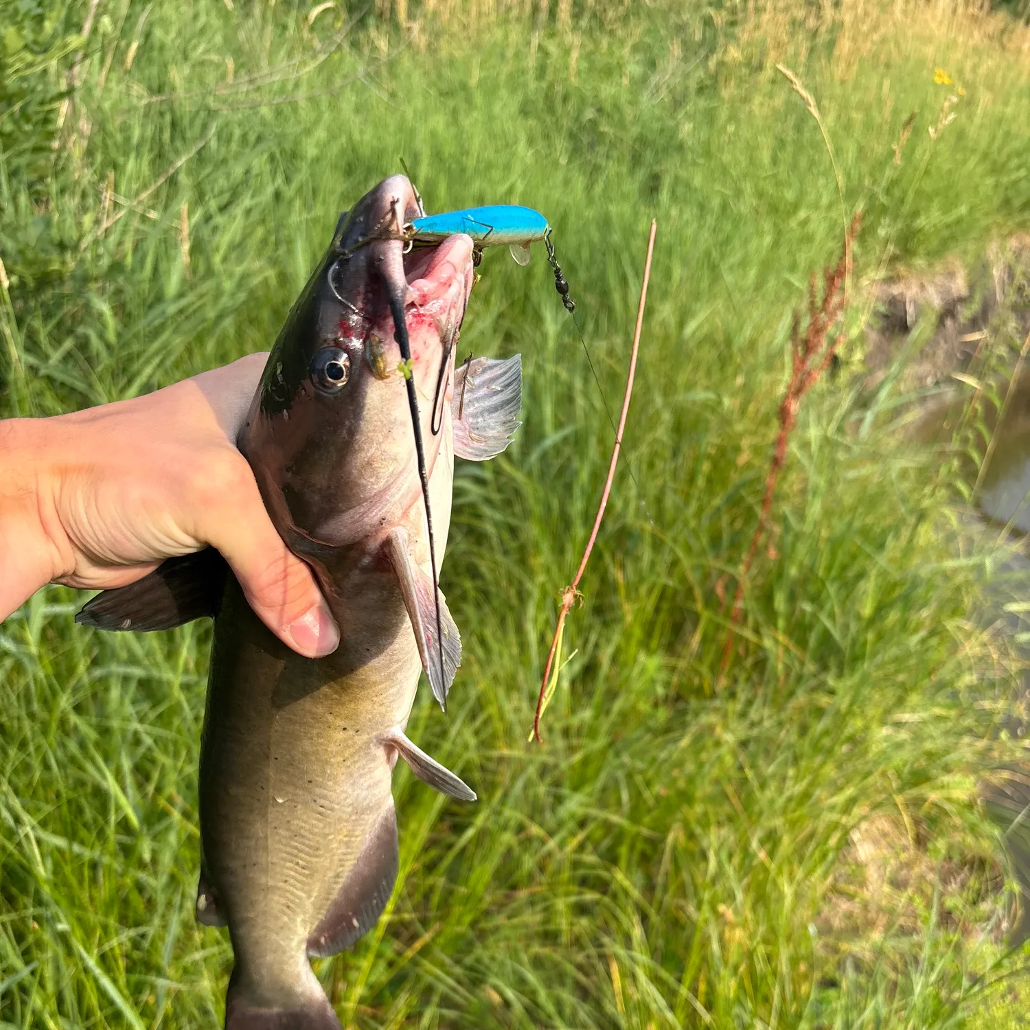catch
