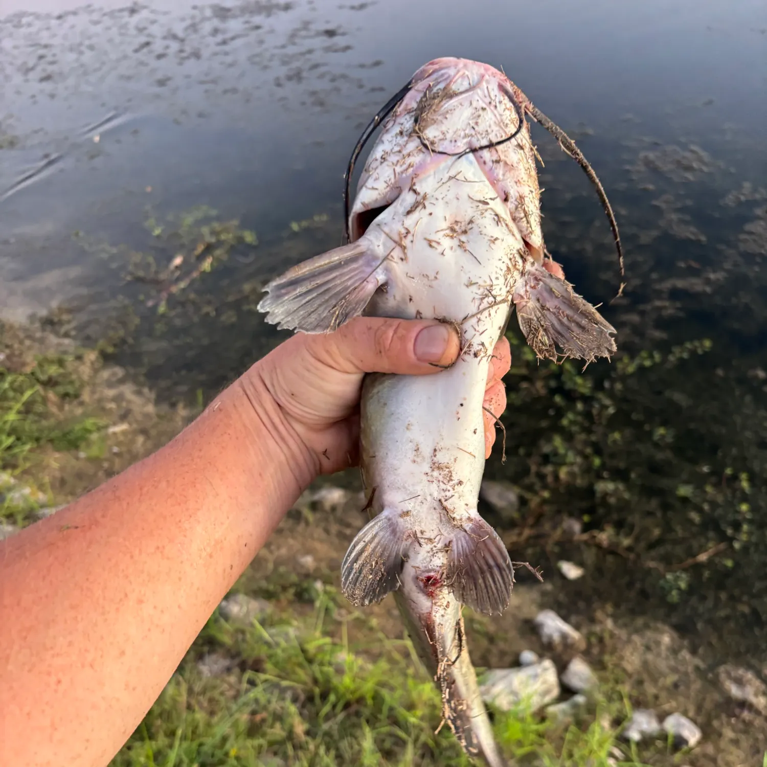 Channel catfish caught on Fishbrain