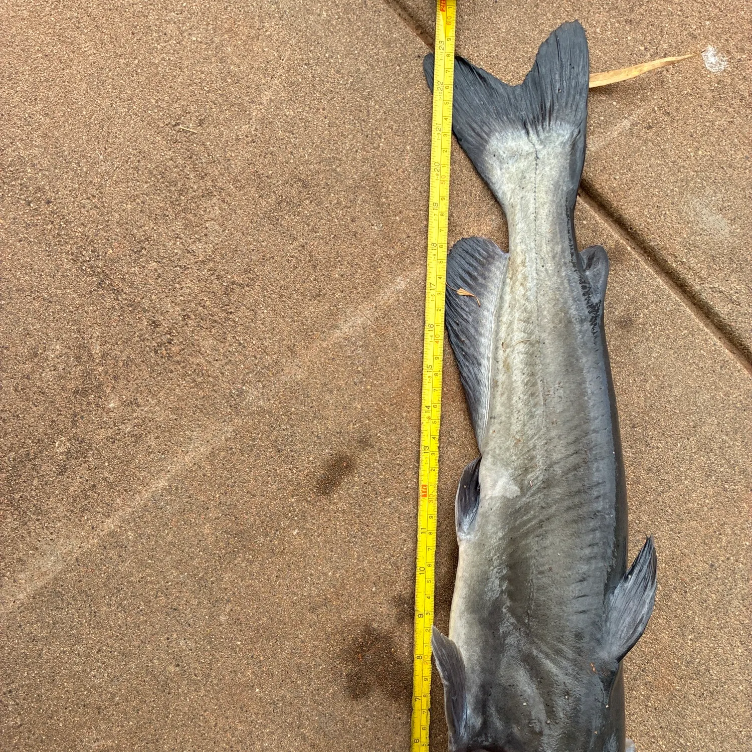 Channel catfish caught on Fishbrain