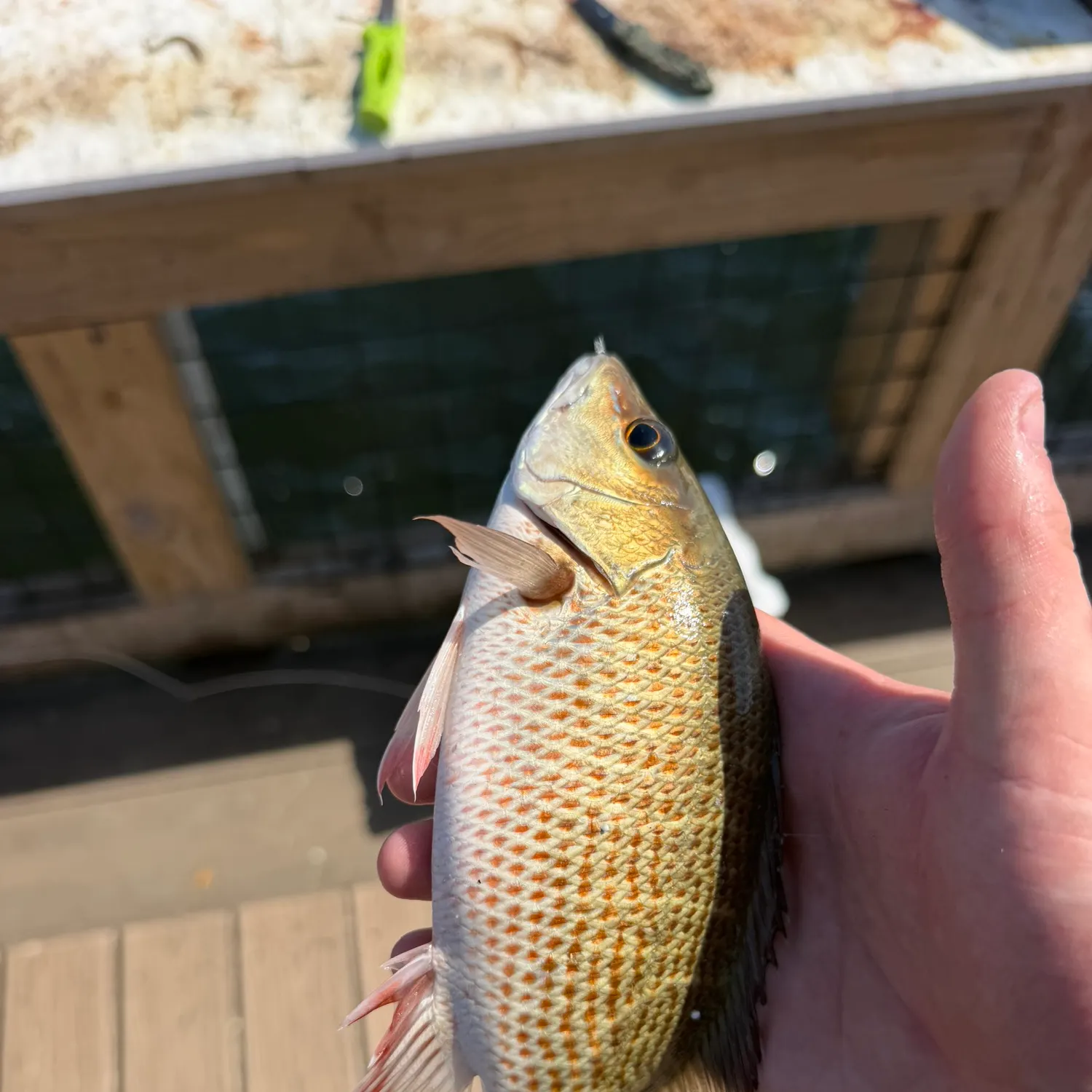 Mangrove snapper caught on Fishbrain