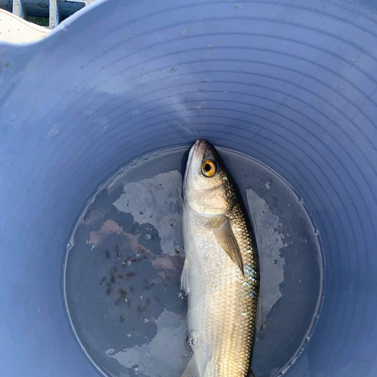 The most recent Yellow-eye mullet catches on Fishbrain