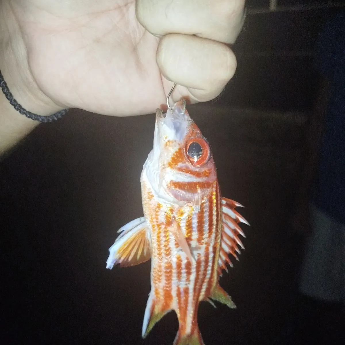 The most recent North Pacific squirrelfish catches on Fishbrain