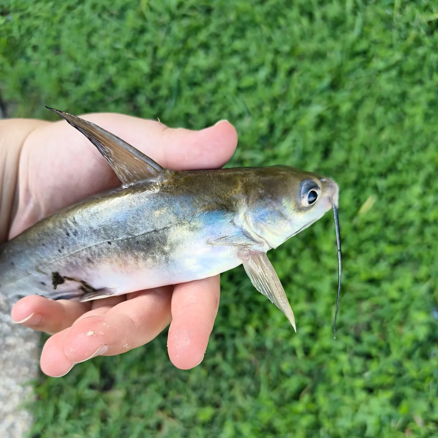 Channel catfish caught on Fishbrain