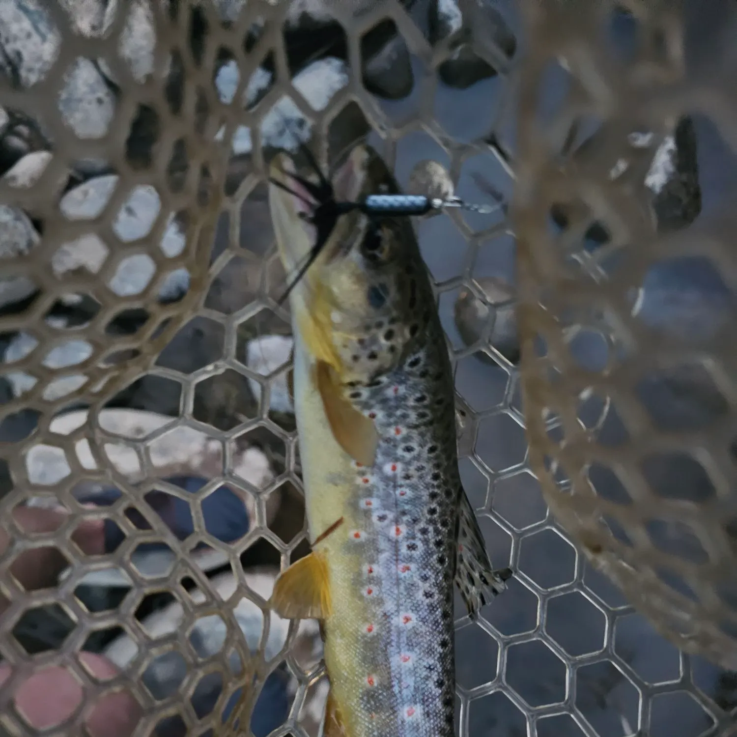 Brown trout caught on Fishbrain