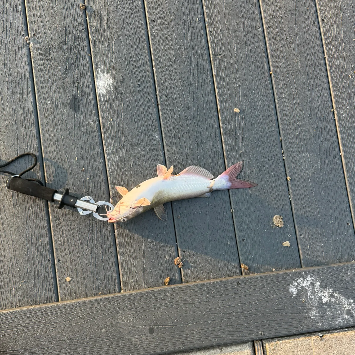 Channel catfish caught on Fishbrain