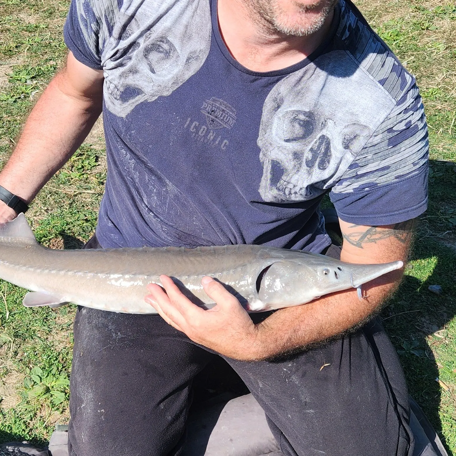 White sturgeon caught on Fishbrain