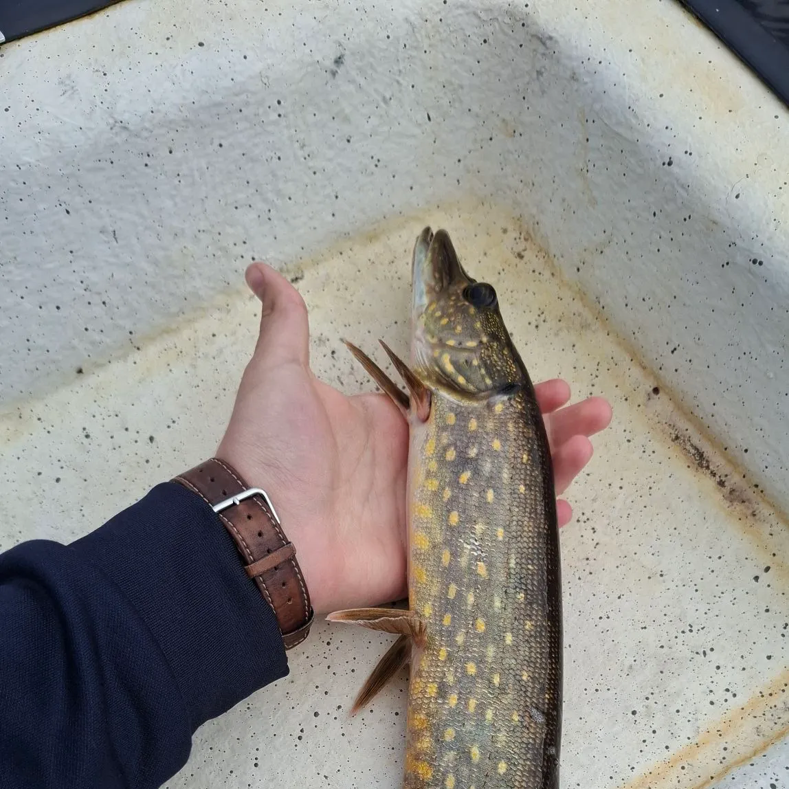 Northern pike caught on Fishbrain