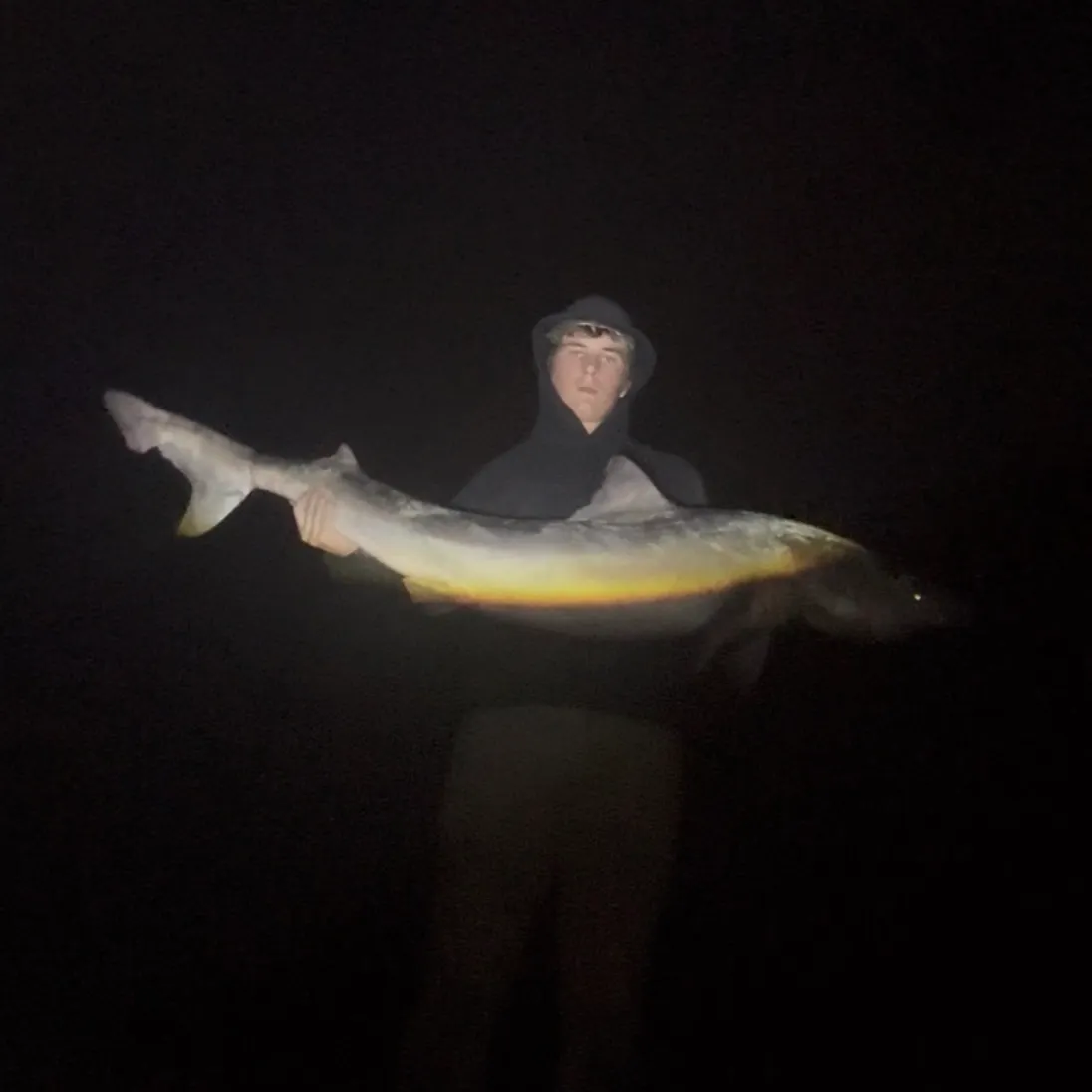 The most recent Tope shark catches on Fishbrain