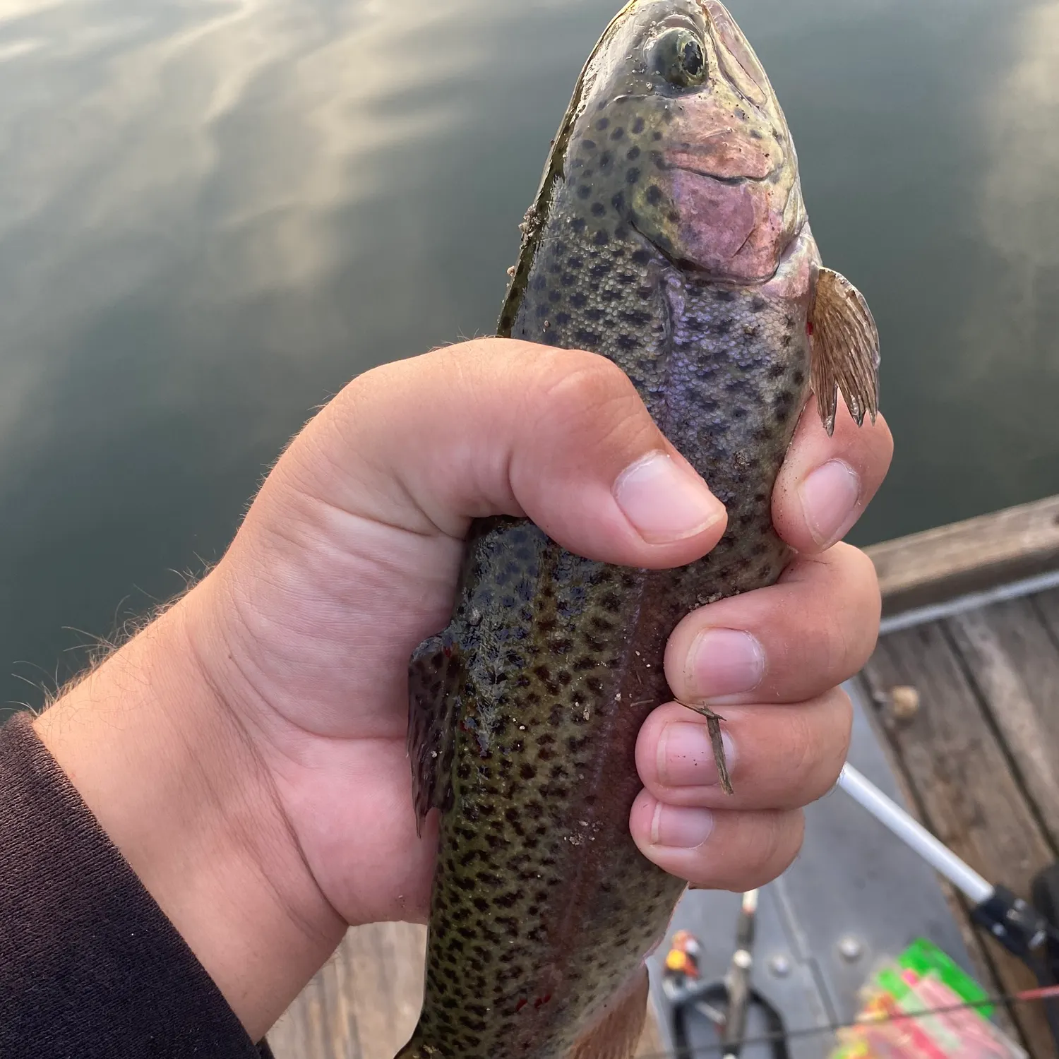 Rainbow trout caught on Fishbrain