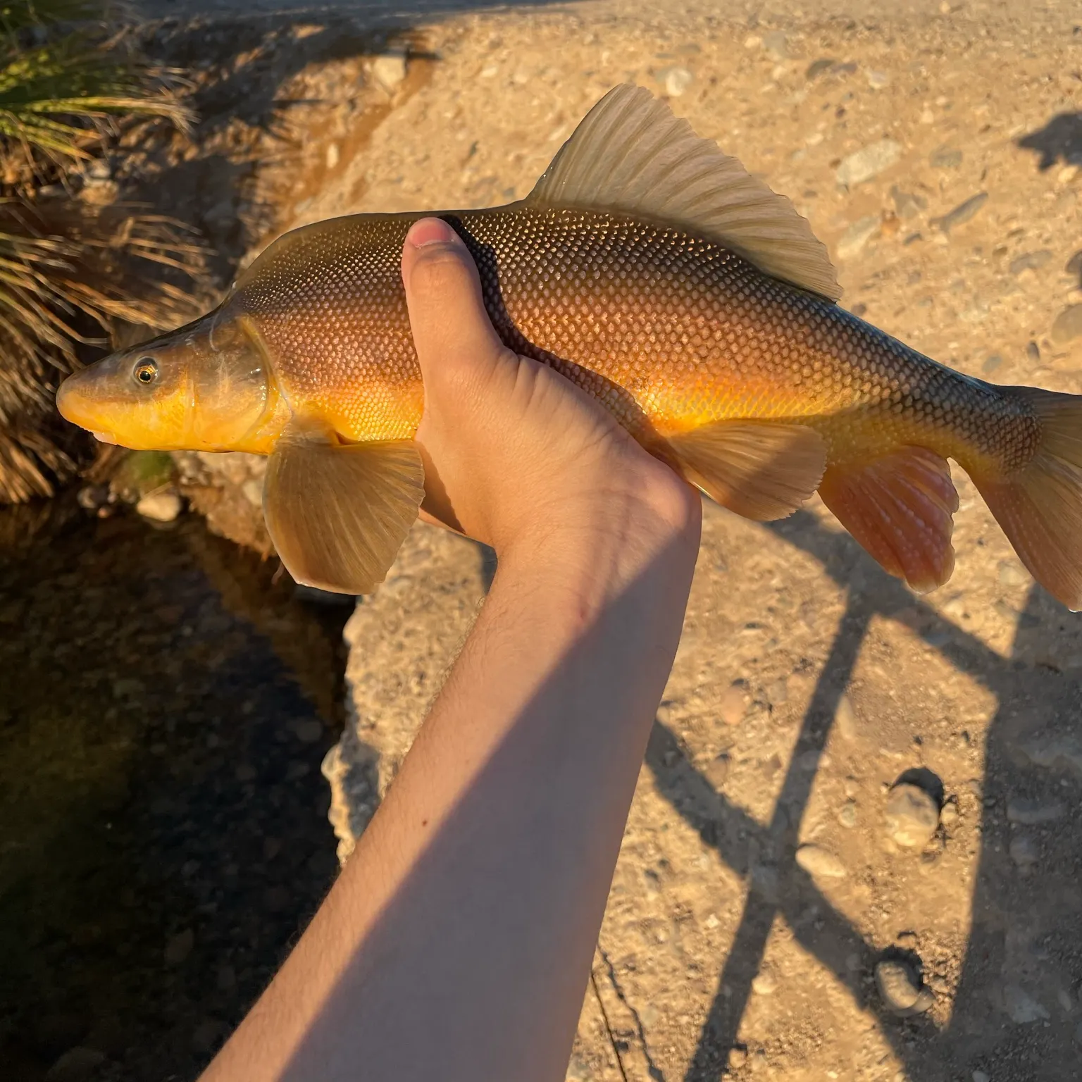 The most recent Razorback sucker catches on Fishbrain