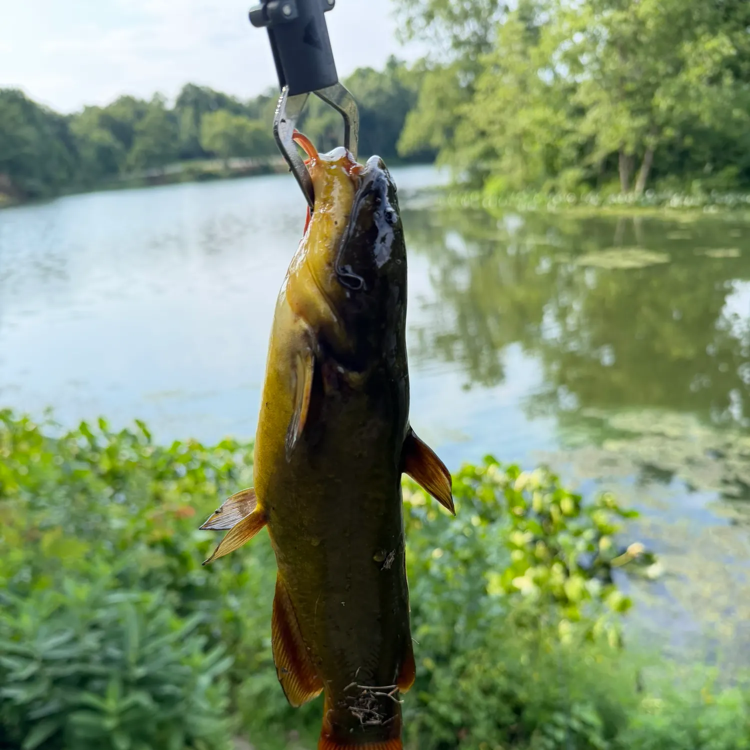 catch