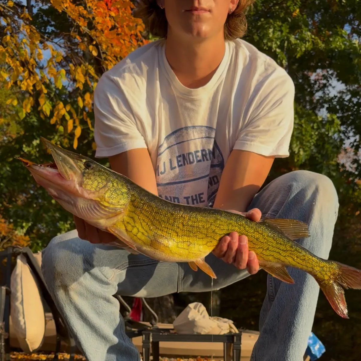 Chain pickerel caught on Fishbrain