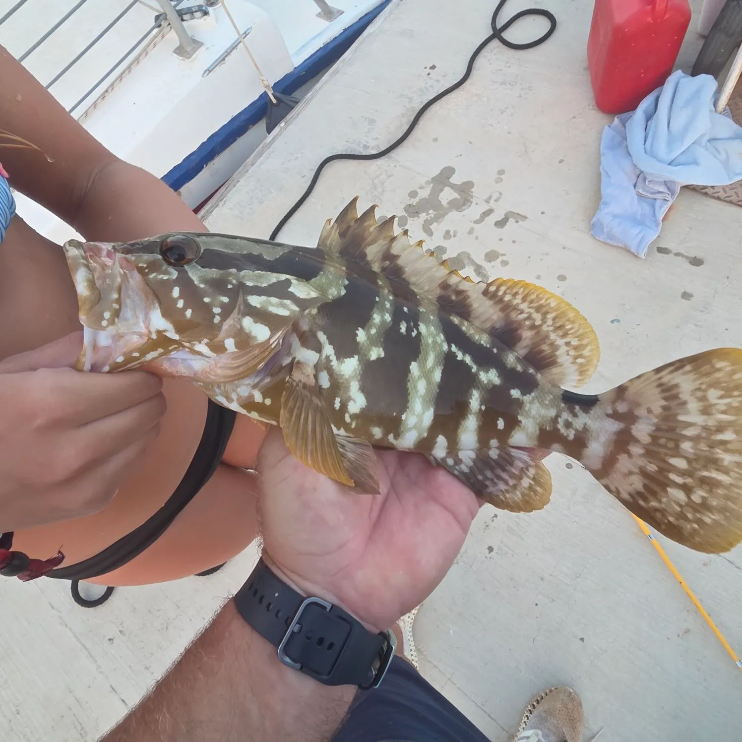 The most recent Nassau grouper catches on Fishbrain