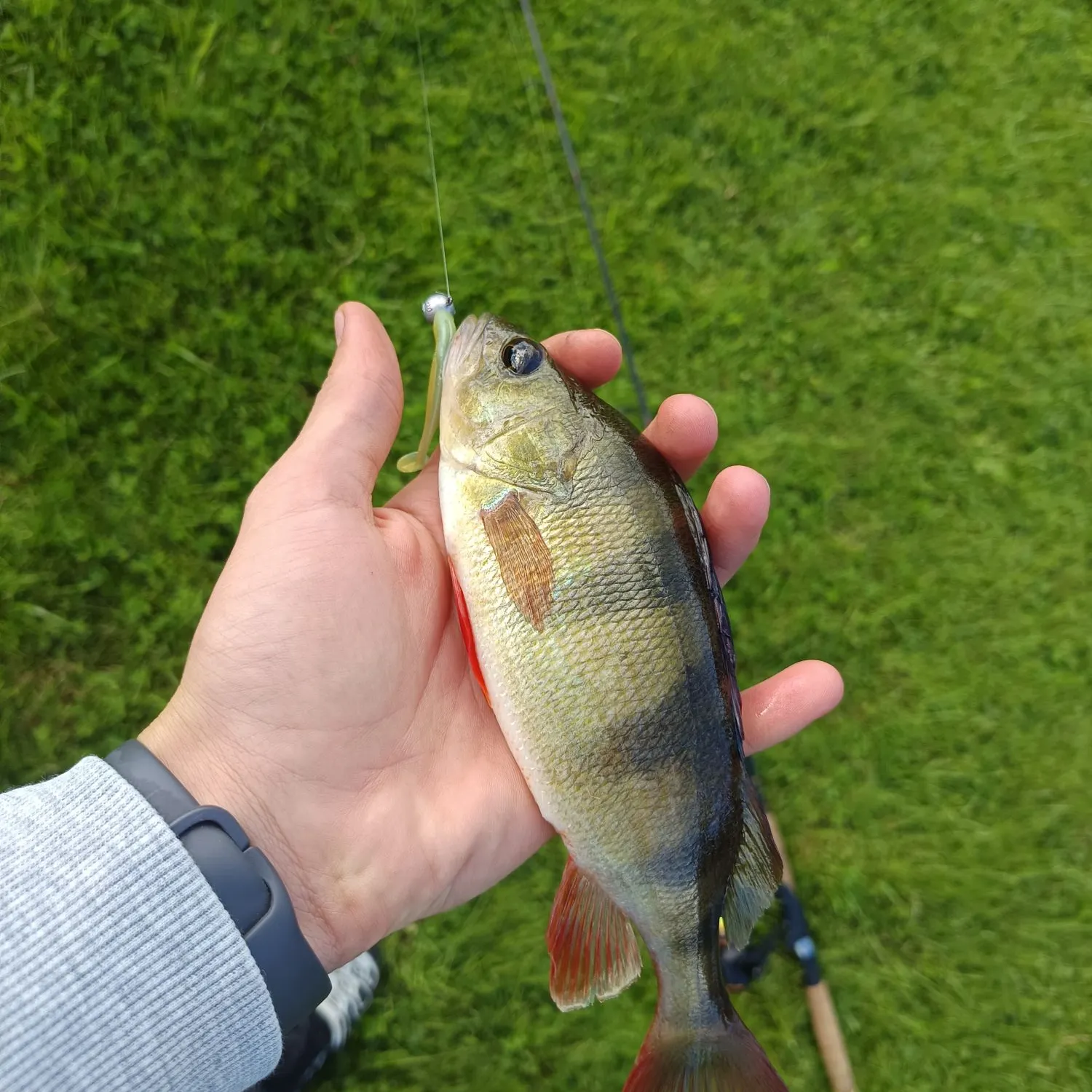 European perch caught on Fishbrain