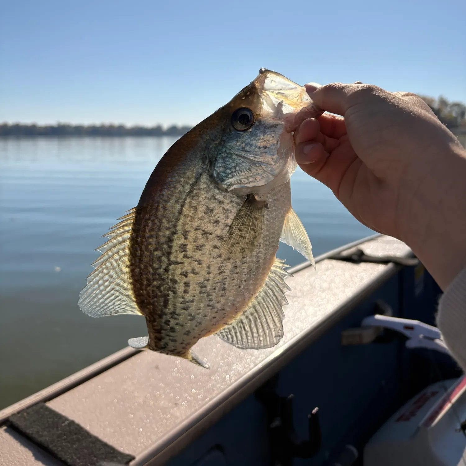 Black crappie caught on Fishbrain
