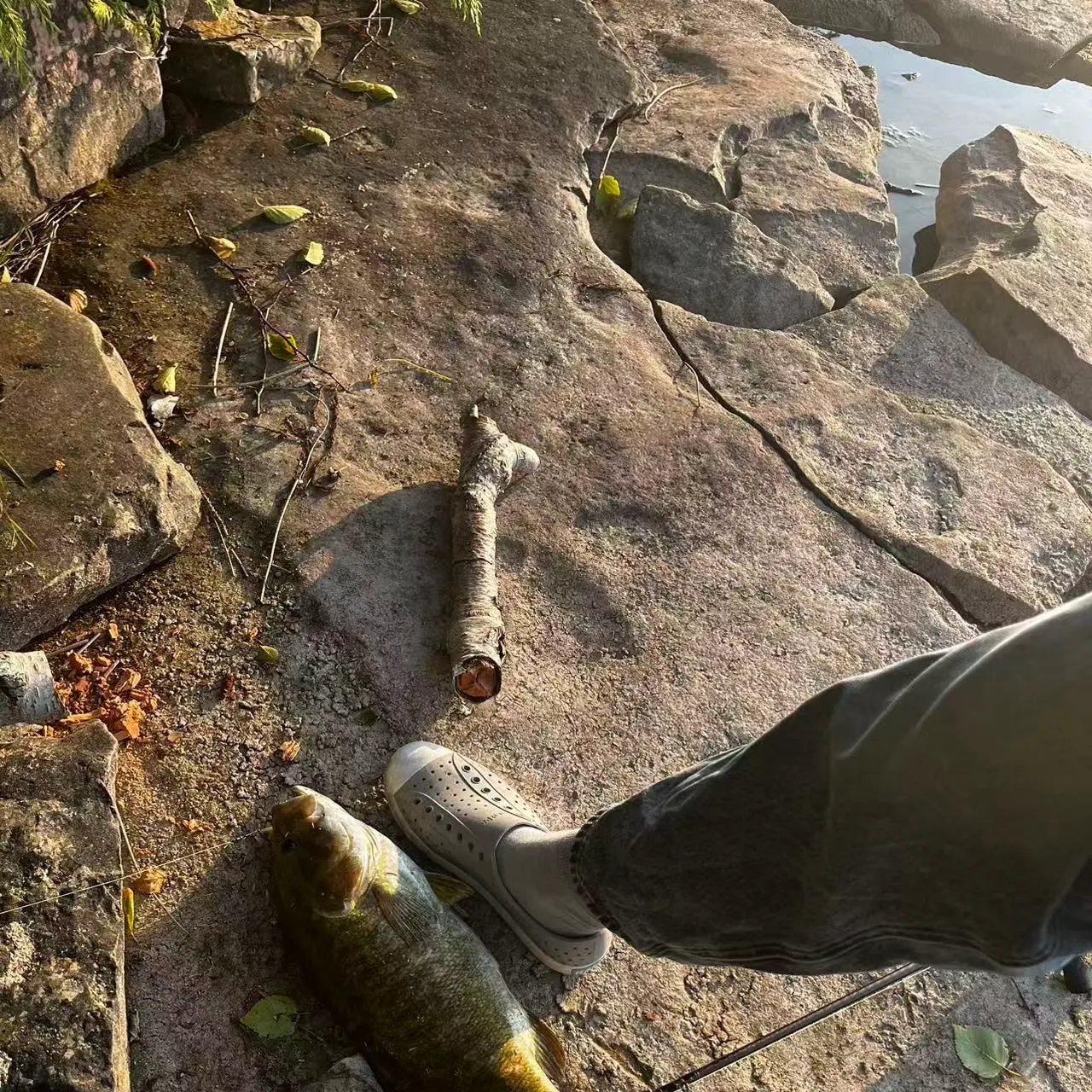 Smallmouth bass caught on Fishbrain