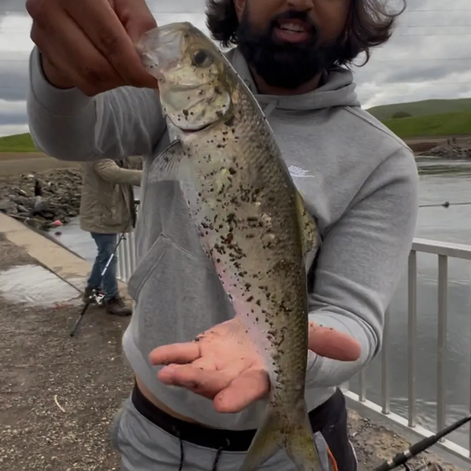 The most recent American shad catches on Fishbrain