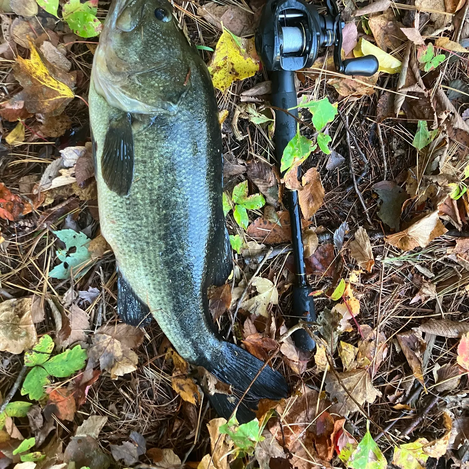 Largemouth bass caught on Fishbrain