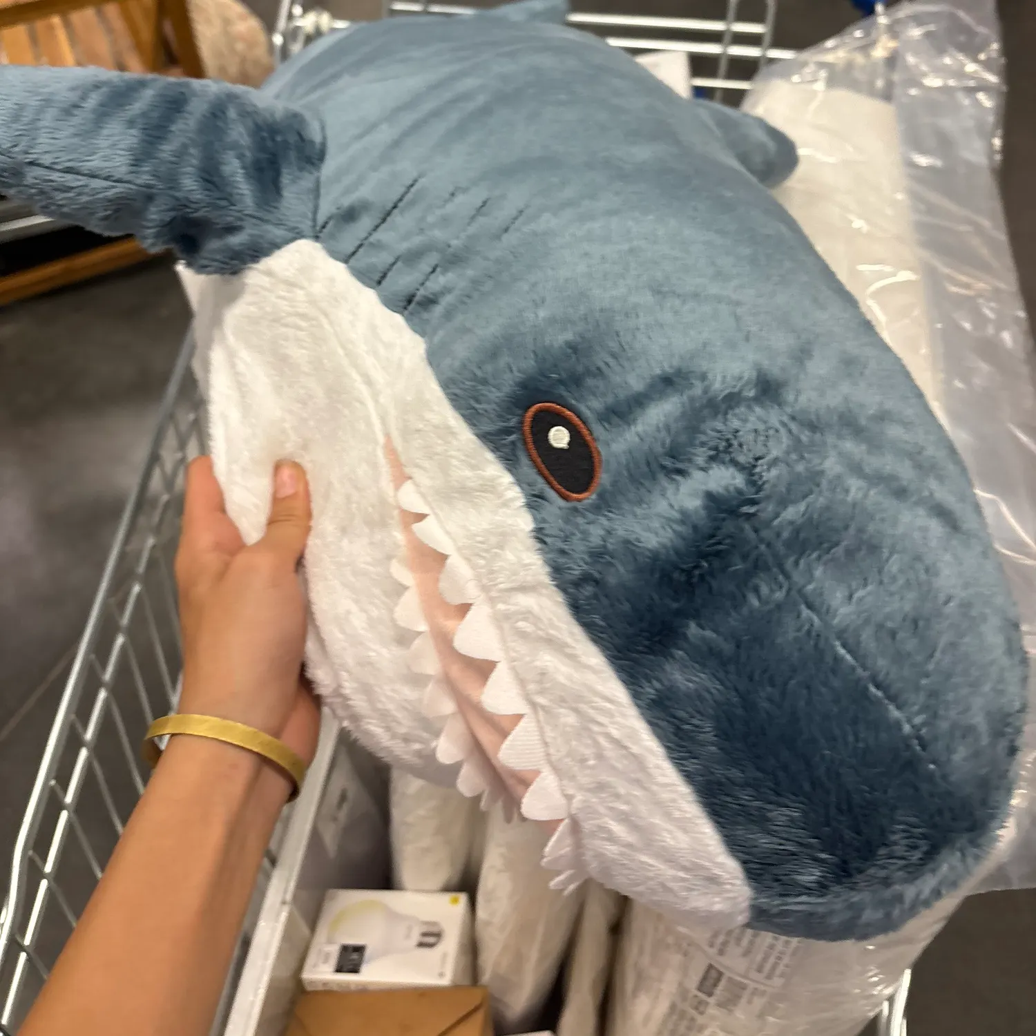 The most recent Blue shark catches on Fishbrain