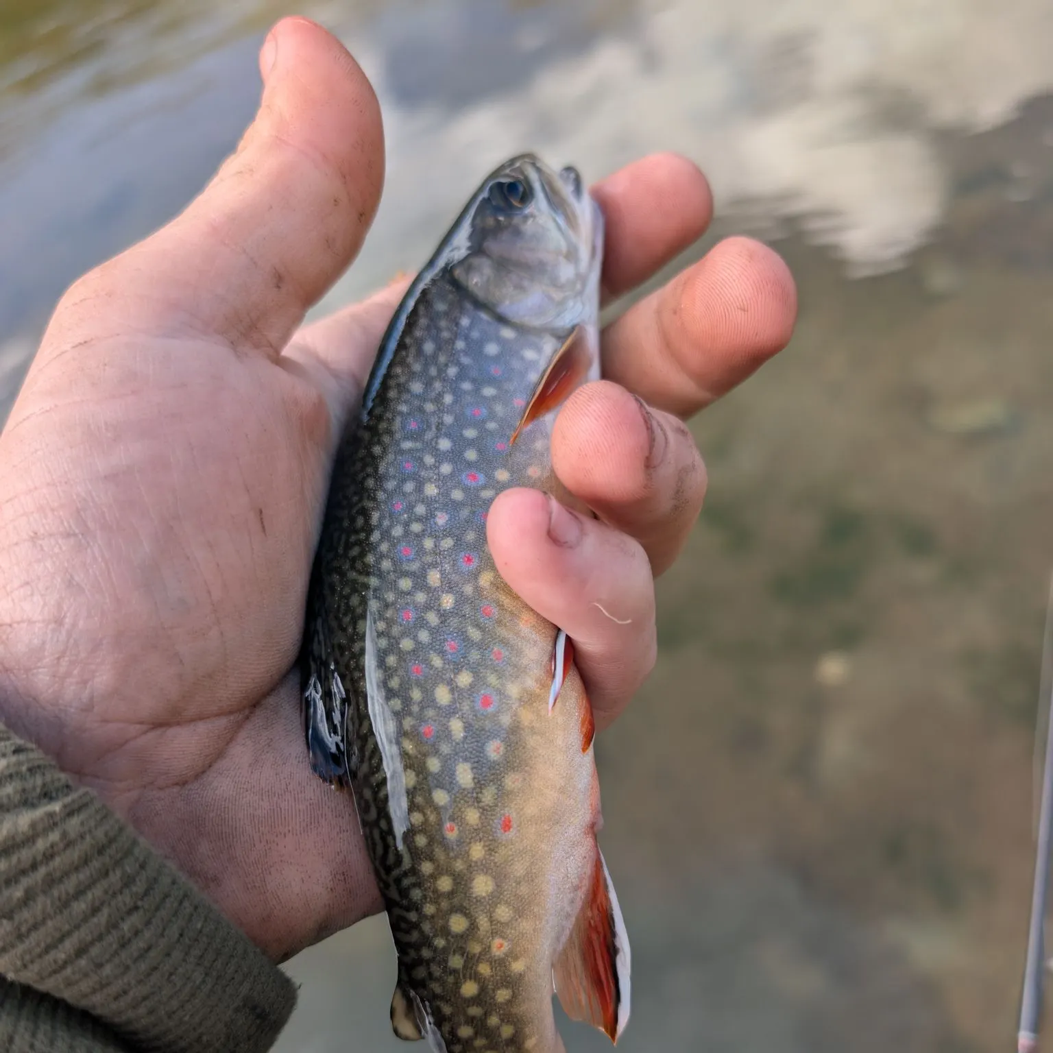 Brook trout caught on Fishbrain