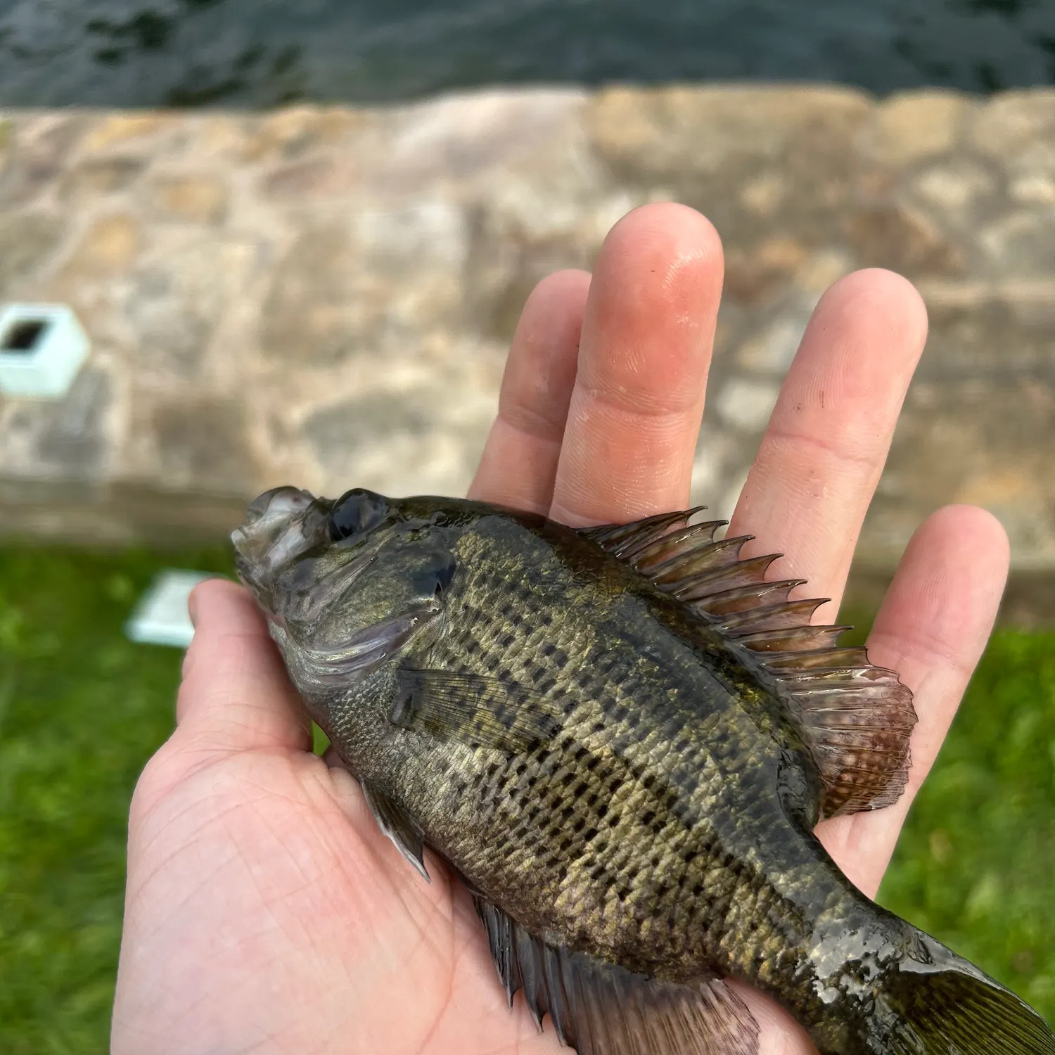 Rock bass caught on Fishbrain