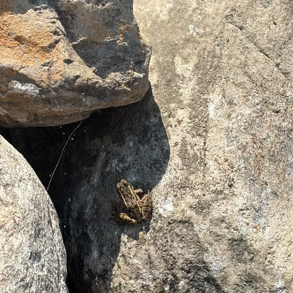 Northern leopard frog caught on Fishbrain