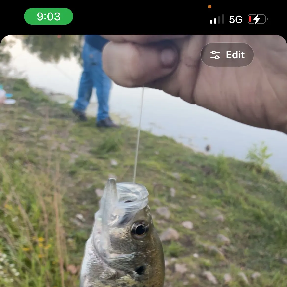 recently logged catches