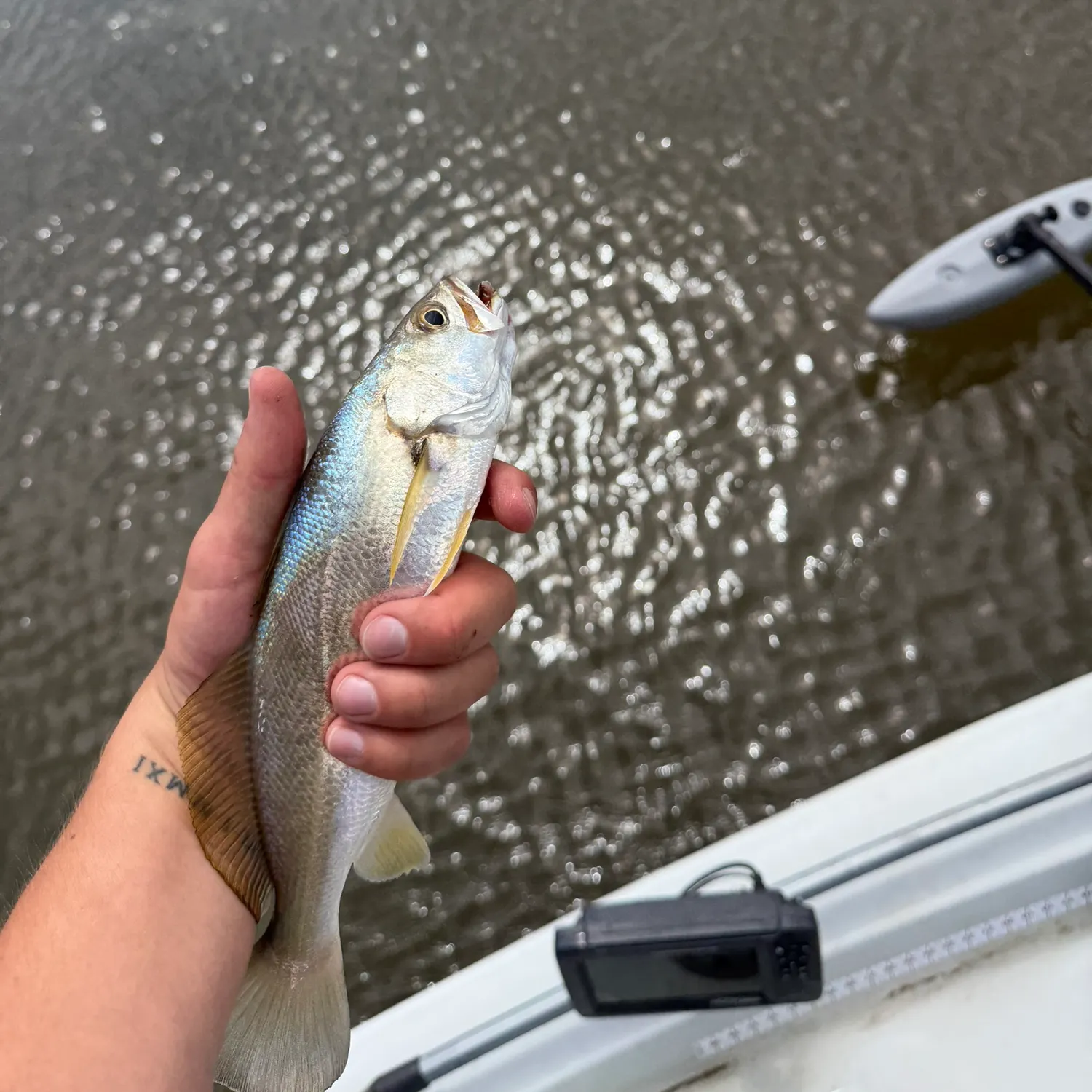The most recent Sand seatrout catches on Fishbrain