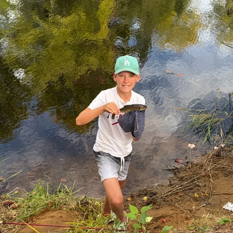 Fallfish caught on Fishbrain