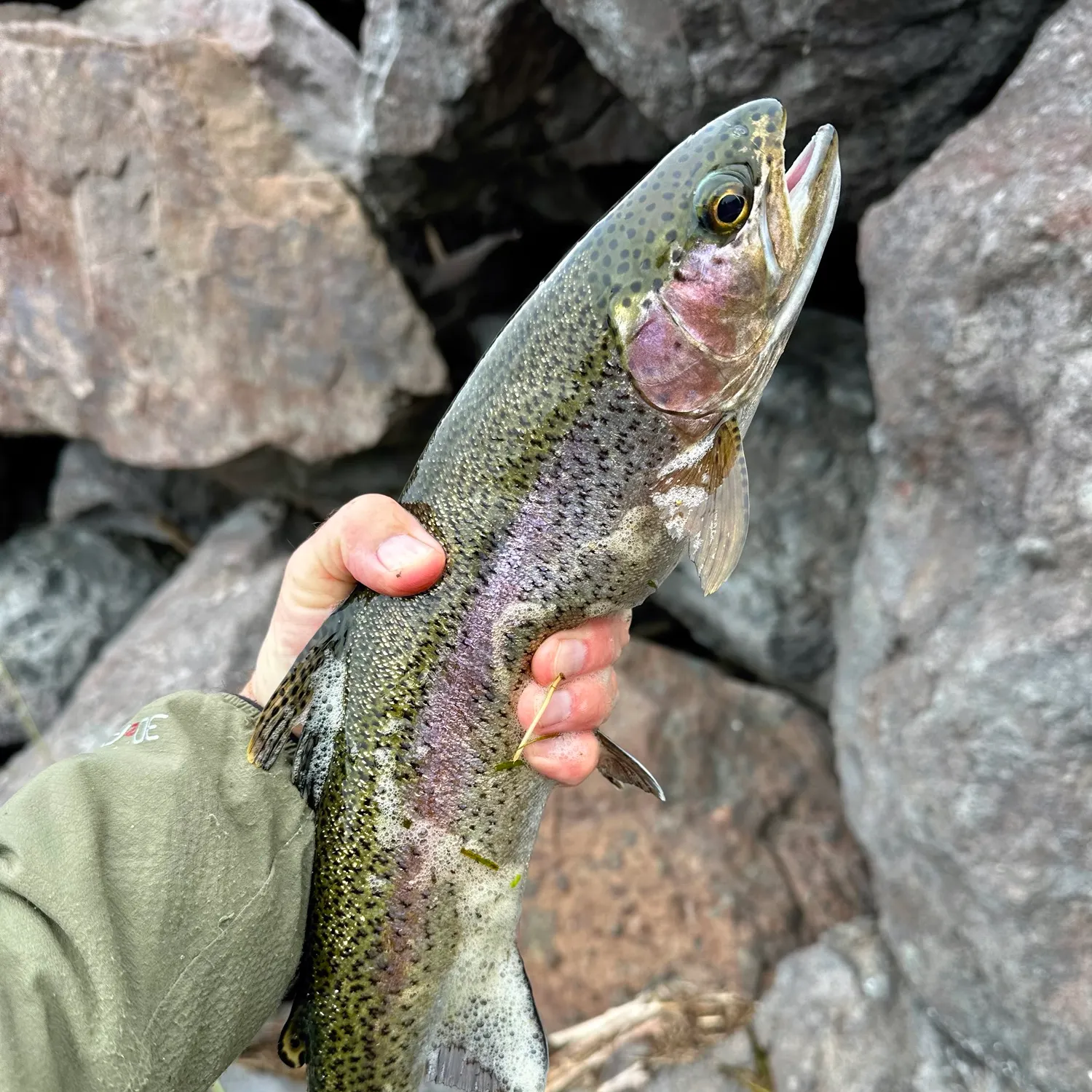 Rainbow trout caught on Fishbrain