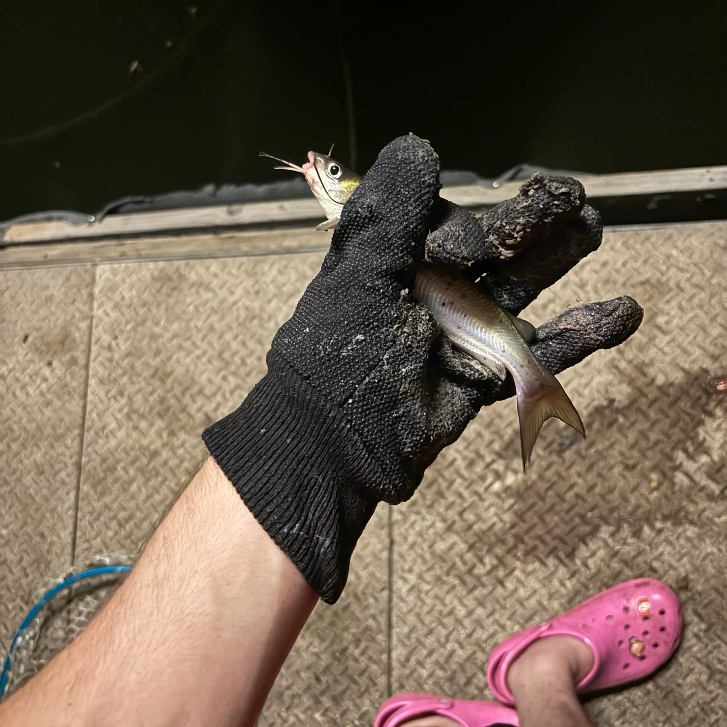 Channel catfish caught on Fishbrain
