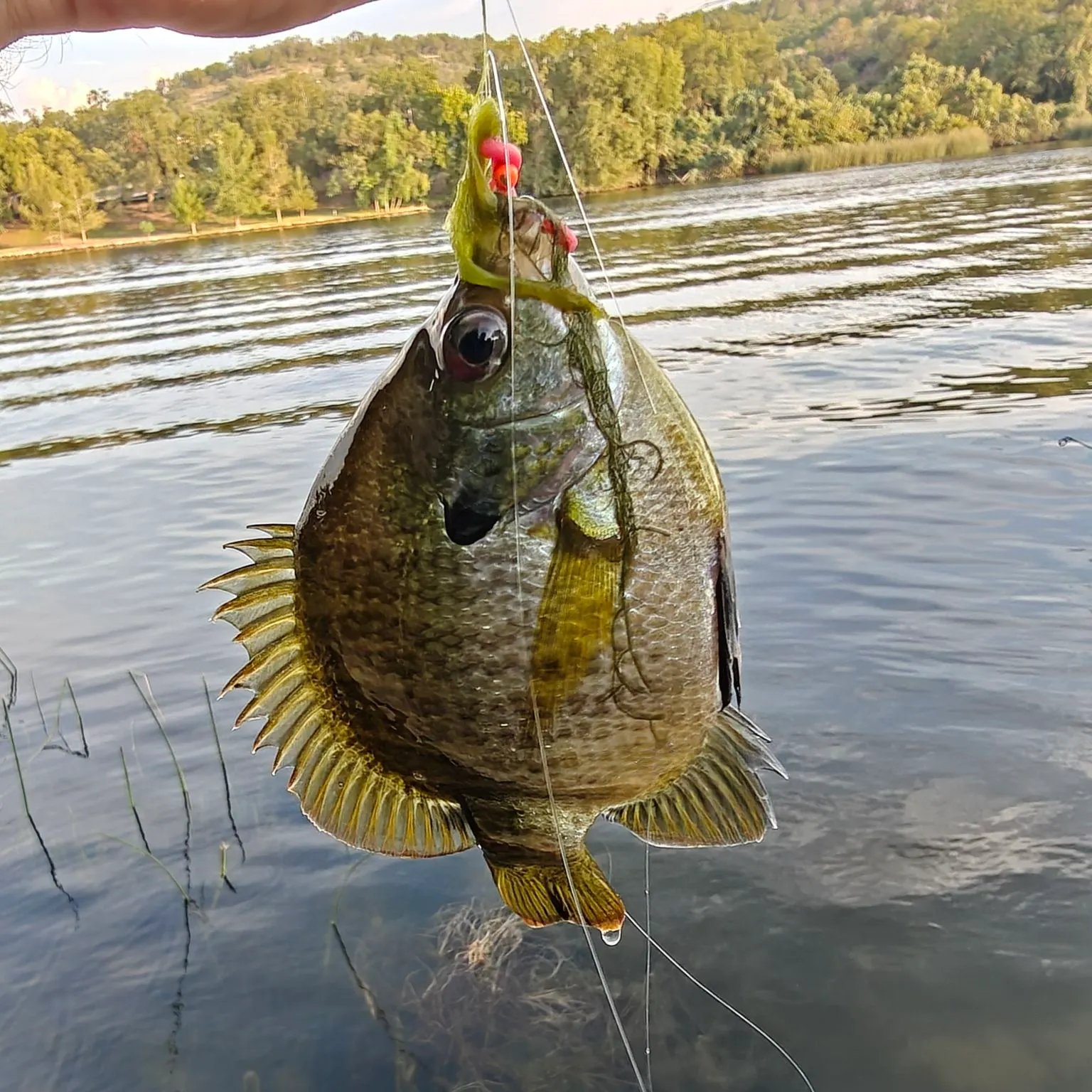 Bluegill caught on Fishbrain