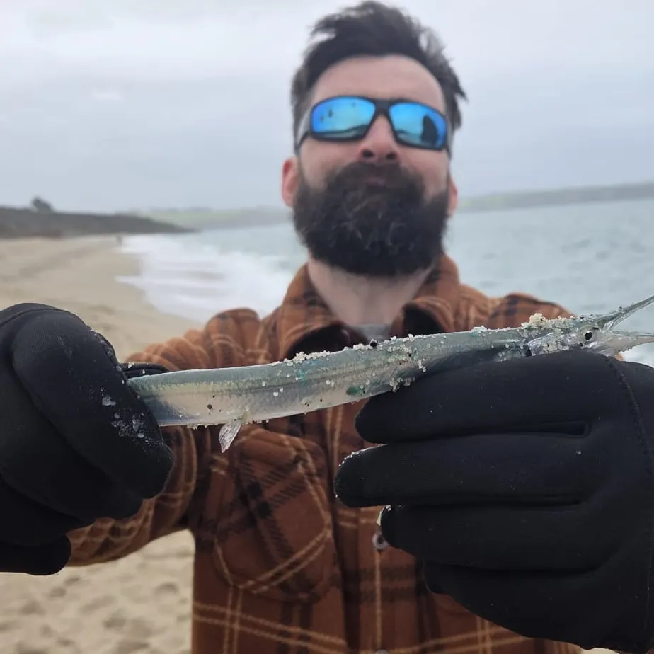 The most recent European garfish catches on Fishbrain