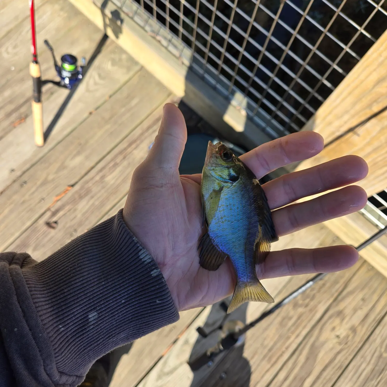 Green sunfish caught on Fishbrain