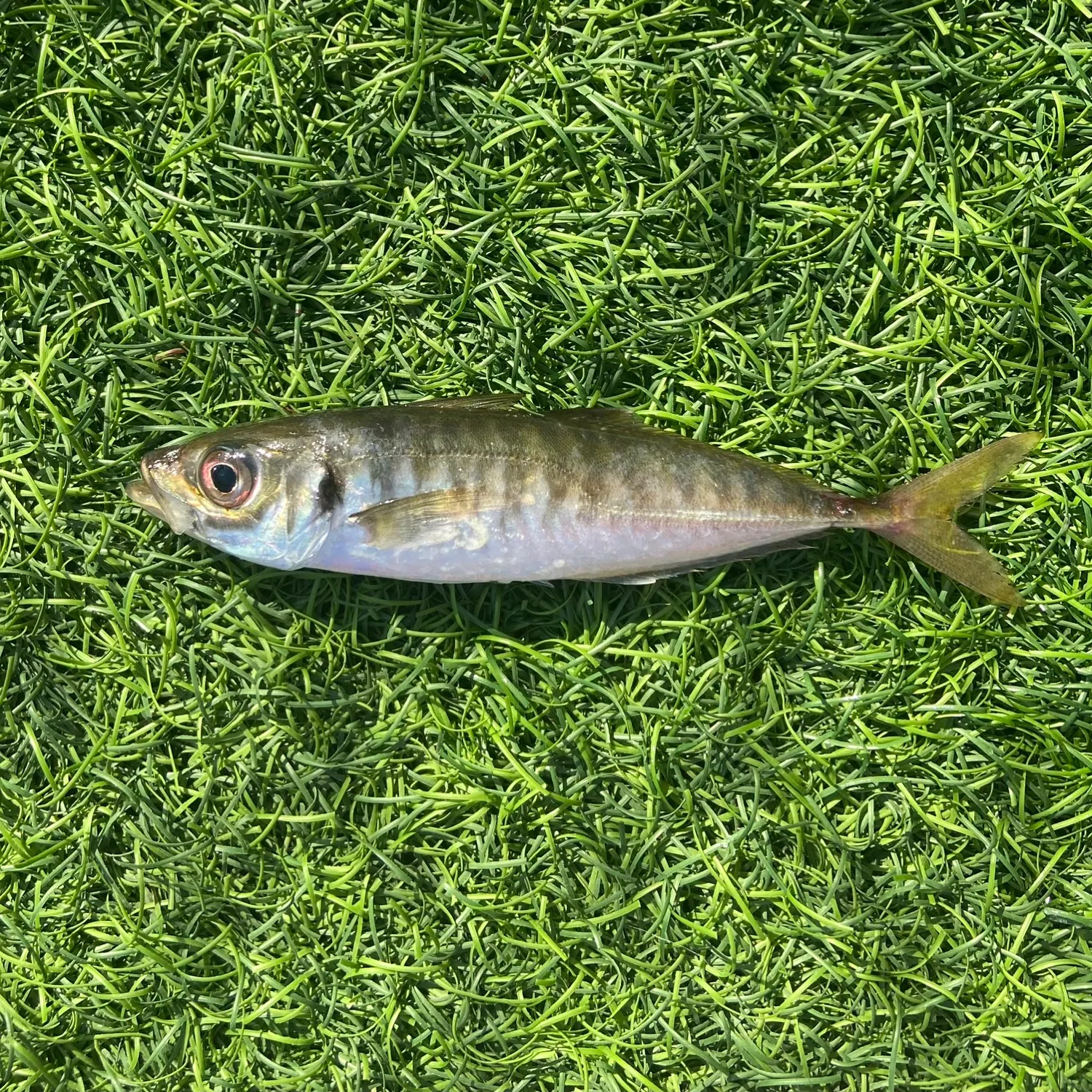 The most recent Bogue catches on Fishbrain